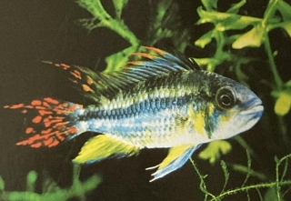 Apistogramma cacatuoïdes mâle