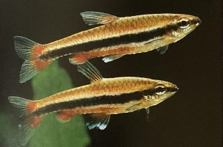 Un couple de nannostomus beckfordi ou poisson crayon