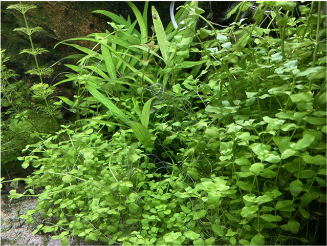 Bacopa australis