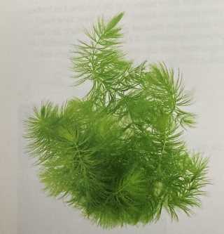 ceratophyllum demersum