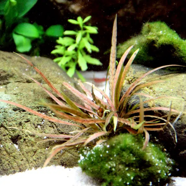 cryptorcoryne albida brown
