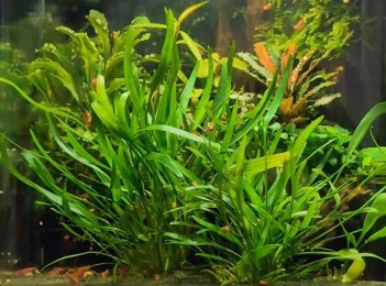 cryptocoryne-amicorum ou minima