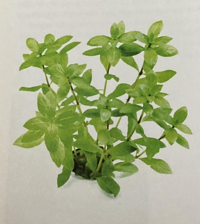 hygrophila polysperma