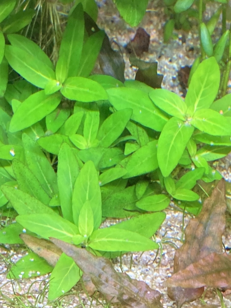 Lobelia
