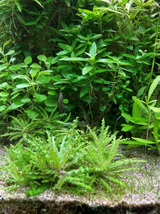 Pogostemon helferi ou daonoï
